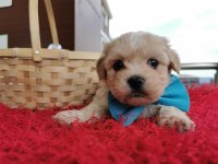 Orijinal Maltipoo Yavrular Randevu Alarak Bakabilirsiniz