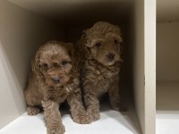 Ev Doğumlu Sağlık Garantili Orijinal Toy poodle yavrular