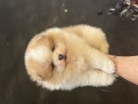 Panda Yavru Pomeranian Bebek