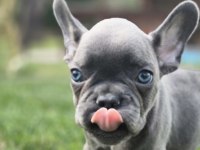 EĞİTİMLİ FRENCH BULLDOG YAVRULARI İSTANBUL 