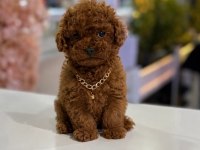 İzmir de Orjinal ev üretimi TOY POODLE