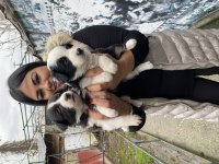 Zeka Küpü Border Collie Yavrularım