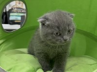 Scottish fold dişi yavrumuz