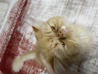 Dişi Persian