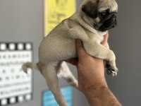 Pug mops yavru köpeğimiz