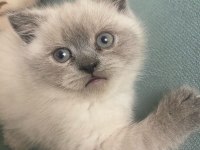 British longhair kedisi
