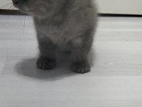 Yeni yuvası için hazır scottish fold