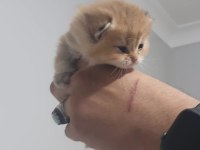 Şecereli golden british longhair yavrularım rezerve
