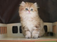2,5 aylık british longhair erkek yavru