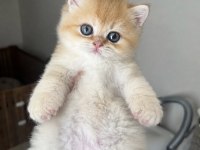 By12 Dişi British Shorthair