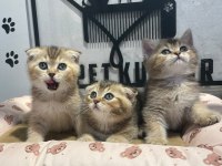 Muhteşem Dalton Kediler