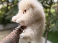 Villamızdan Teddy Bear Pomeranian Boo Yavrularımız