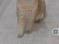 British shorthair kedimiz