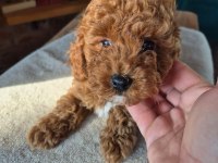 Tatlı Toy Poodle Yavrumuz