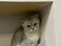 Sahiplendirilecek scottish fold kedimiz