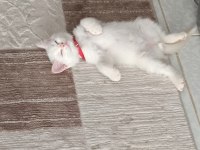 British Longhair cinsi kedimiz