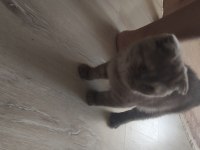 4 aylık eğitimli gri panter scottish fold