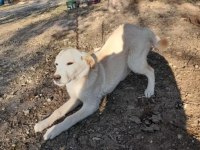 labrador yavrumuz