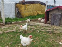 Tindet tavuk ve köy horozu