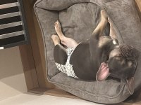 8 aylık french bulldog anatomisi harika lilac tan
