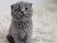 Scottish Fold Yavru Kedilerimiz