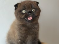 Scottish fold ev ortamından