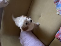 SEVİMLİ DÖRT AYLIK MALTİPOO DİŞİ