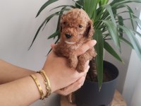 450 gram dişi toy Poodle