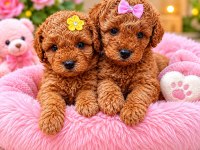 Toy poodle bebekler