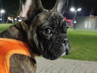 Köpeğimi ücretsiz sahiplendirmek istiyorum