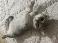 2 tane British shorthair yavrularımız
