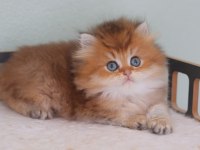 Safkan British longhair erkek