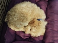 2 aylık toy poodle her şeyi ile vereceğim
