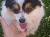 Çok tatlı köpeğimize acil yuva lütfen mesaj atın