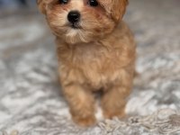 DÜNYA TATLISI MALTİPOO YAVRULARI 