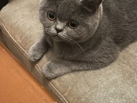 Sahiplendirme british shorthair dişi