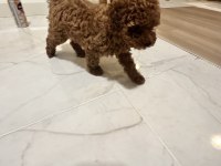 Kore Kan Teacup Poodle Dişi / Erkek 850 gram 2 buçuk aylık