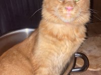 Tatlı Maine Coon Kedimiz
