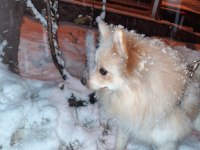 Özenle bakabilecek yeni bir aile arıyoruz ücretsiz köpeğim