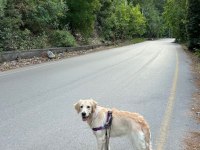 8 Aylık Dişi Baby Face Golden Retriever