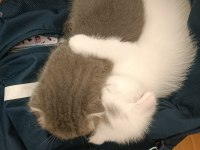 1.5 aylık scottish fold bebekler yuva arıyor