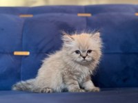 British longhair iki adet kedimiz