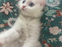 2.5 aylık erkek beyaz yavru british shorthair