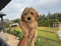 2 Aylık Erkek Irk Garantili Maltipoo