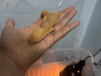 DIŞI LEOPARD GECKO MANDARİNE TANGERİNE MORPHU