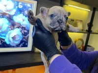 EGZOTİK FRENCH BULLDOG YAVRULARIM HARİKA RENKLER VE ANATOM