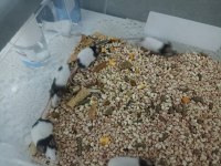 Panda mice yavru