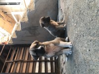 Dişi ve erkek kangal çift kaçırma derim bi aramanda şans var