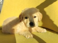 GOLDEN RETRİEVER ÜST KALİTE BEBEK SURAT