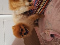 Pomeranian spitz